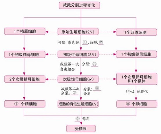 生物必修二知识框架图 高中生物必修二知识点总结