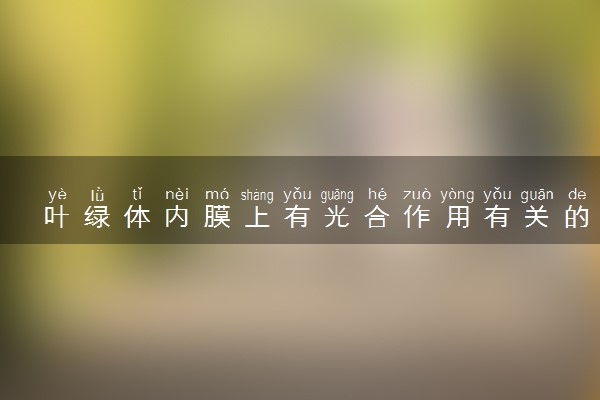 叶绿体内膜上有光合作用有关的酶吗 相关知识整理